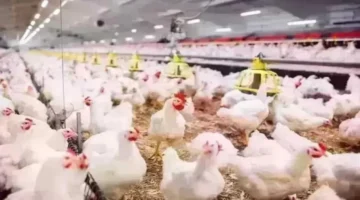 تحديثات الأسعار.. استقرار أسعار الدواجن والبانية في الأسواق قبل حلول شهر رمضان